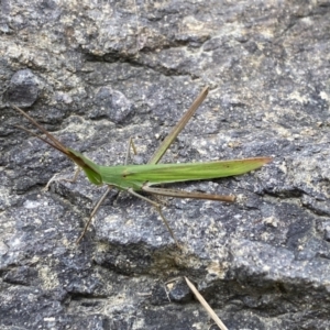 Acrida conica at Jerrabomberra, NSW - suppressed