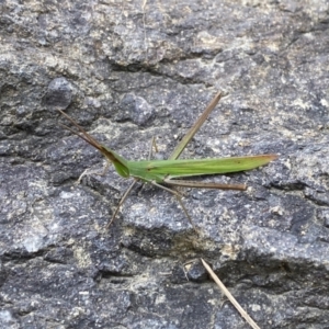 Acrida conica at Jerrabomberra, NSW - suppressed