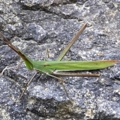 Acrida conica at Jerrabomberra, NSW - 19 Mar 2022