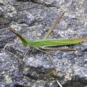 Acrida conica at Jerrabomberra, NSW - suppressed