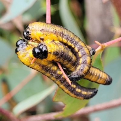 Perginae sp. (subfamily) (Unidentified pergine sawfly) at Paddys River, ACT - 19 Mar 2022 by trevorpreston