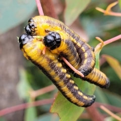 Pergidae sp. (family) at Paddys River, ACT - 19 Mar 2022