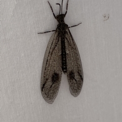 Austrogymnocnemia bipunctata (Antlion) at QPRC LGA - 18 Mar 2022 by Steve_Bok