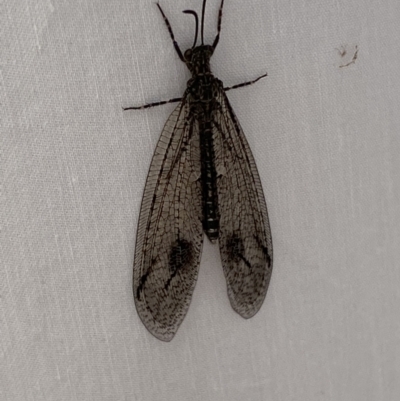 Austrogymnocnemia bipunctata (Antlion) at Jerrabomberra, NSW - 19 Mar 2022 by SteveBorkowskis