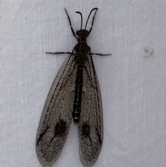 Austrogymnocnemia bipunctata at suppressed - suppressed