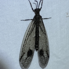 Austrogymnocnemia bipunctata at suppressed - 19 Mar 2022