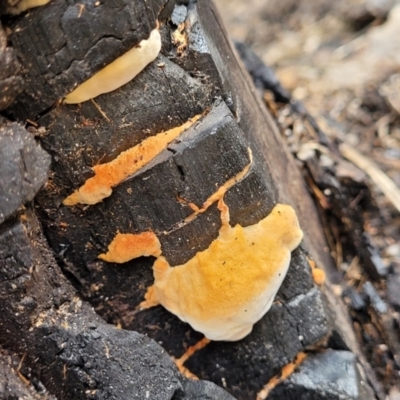 Unverified Underside smooth or wrinkled/roughened <Stereum etc> at Paddys River, ACT - 19 Mar 2022 by trevorpreston