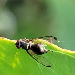 Tephritidae sp. (family) (Unidentified Fruit or Seed fly) at Paddys River, ACT - 19 Mar 2022 by trevorpreston