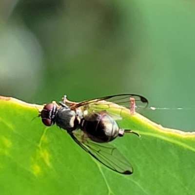Tephritidae sp. (family) (Unidentified Fruit or Seed fly) at Paddys River, ACT - 19 Mar 2022 by trevorpreston