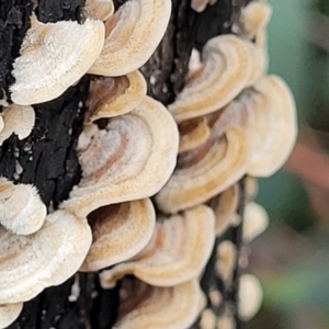 Stereum sp. at Paddys River, ACT - 19 Mar 2022