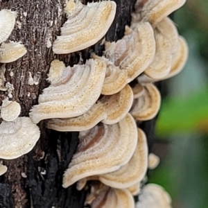 Stereum sp. at Paddys River, ACT - 19 Mar 2022