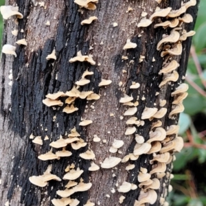 Stereum sp. at Paddys River, ACT - 19 Mar 2022