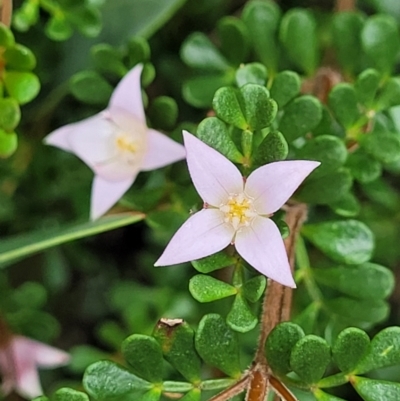 Boronia algida (Alpine Boronia) at Paddys River, ACT - 19 Mar 2022 by trevorpreston