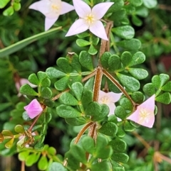 Boronia algida at Paddys River, ACT - 19 Mar 2022