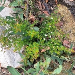 Boronia algida at Paddys River, ACT - 19 Mar 2022