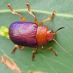 Calomela ioptera (A leaf beetle) at Namadgi National Park - 19 Mar 2022 by trevorpreston