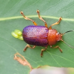 Calomela ioptera at Paddys River, ACT - 19 Mar 2022