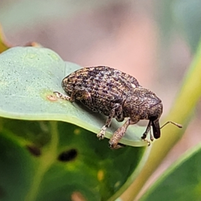 Parorthorhinus aethiops (A weevil) at Namadgi National Park - 19 Mar 2022 by trevorpreston