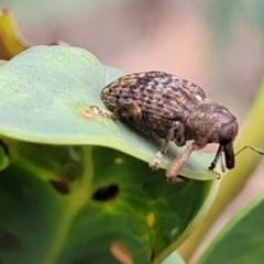 Parorthorhinus aethiops at Paddys River, ACT - 19 Mar 2022