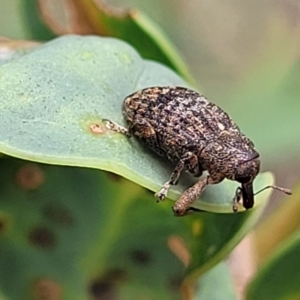 Parorthorhinus aethiops at Paddys River, ACT - 19 Mar 2022