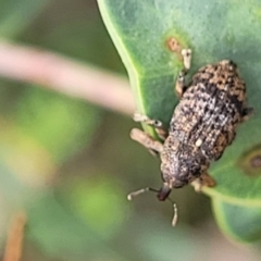 Parorthorhinus aethiops at Paddys River, ACT - 19 Mar 2022