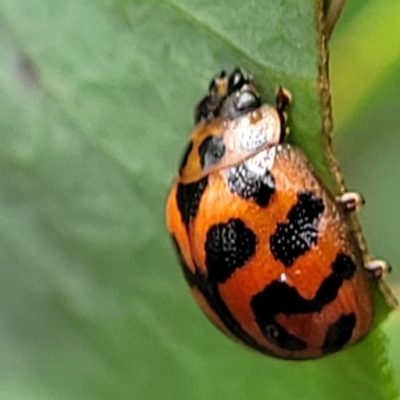 Peltoschema oceanica (Oceanica leaf beetle) at Namadgi National Park - 19 Mar 2022 by trevorpreston