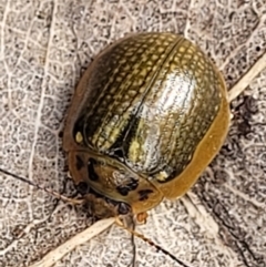 Paropsisterna agricola (Eucalyptus leaf beetle) at Paddys River, ACT - 19 Mar 2022 by trevorpreston