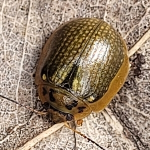 Paropsisterna agricola at Paddys River, ACT - 19 Mar 2022 11:52 AM