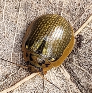 Paropsisterna agricola at Paddys River, ACT - 19 Mar 2022 11:52 AM