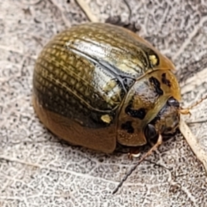 Paropsisterna agricola at Paddys River, ACT - 19 Mar 2022 11:52 AM