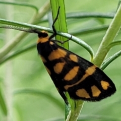 Asura lydia (Lydia Lichen Moth) at Namadgi National Park - 19 Mar 2022 by trevorpreston