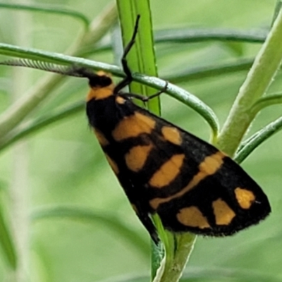 Asura lydia (Lydia Lichen Moth) at Namadgi National Park - 19 Mar 2022 by trevorpreston