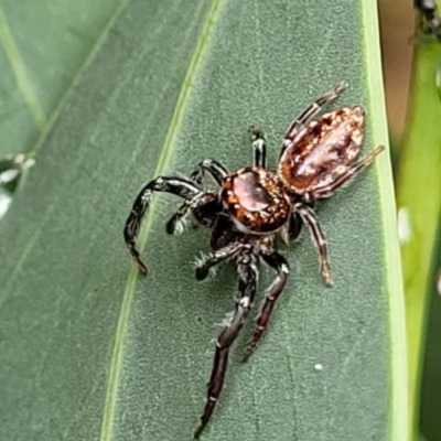 Opisthoncus sp. (genus) (Opisthoncus jumping spider) at Tharwa, ACT - 19 Mar 2022 by trevorpreston