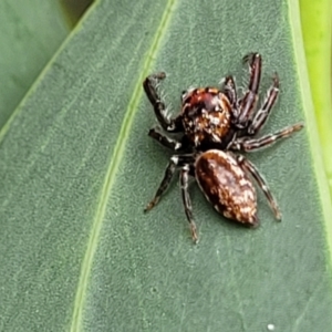 Opisthoncus sp. (genus) at Tharwa, ACT - 19 Mar 2022 11:50 AM