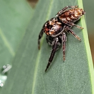 Opisthoncus sp. (genus) at Tharwa, ACT - 19 Mar 2022 11:50 AM