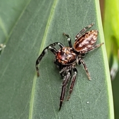 Opisthoncus sp. (genus) at Tharwa, ACT - 19 Mar 2022 11:50 AM