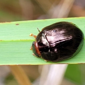 Paropsisterna rufipes at Paddys River, ACT - 19 Mar 2022 11:36 AM