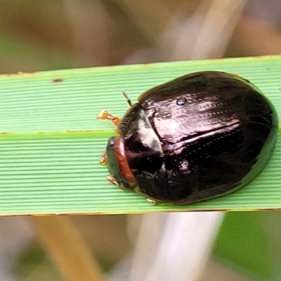 Paropsisterna rufipes (Eucalyptus leaf beetle, Red-footed leaf beatle) at Gibraltar Pines - 19 Mar 2022 by trevorpreston