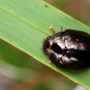 Paropsisterna rufipes at Paddys River, ACT - 19 Mar 2022 11:36 AM