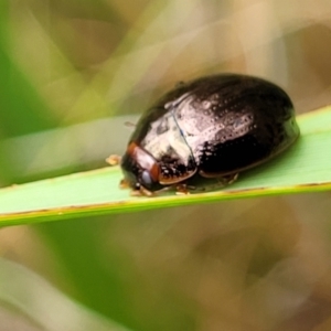 Paropsisterna rufipes at Paddys River, ACT - 19 Mar 2022