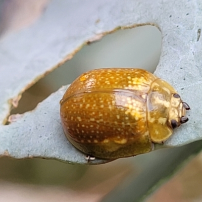 Paropsisterna cloelia (Eucalyptus variegated beetle) at Gibraltar Pines - 19 Mar 2022 by trevorpreston