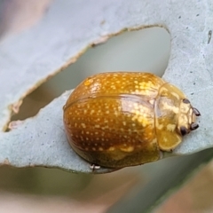 Paropsisterna cloelia (Eucalyptus variegated beetle) at Gibraltar Pines - 19 Mar 2022 by trevorpreston