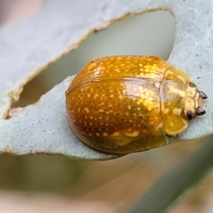 Paropsisterna cloelia at Paddys River, ACT - 19 Mar 2022