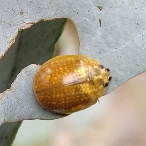 Paropsisterna cloelia at Paddys River, ACT - 19 Mar 2022