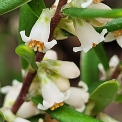 Monotoca scoparia (Broom Heath) at Gibraltar Pines - 19 Mar 2022 by trevorpreston