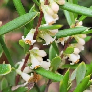 Monotoca scoparia at Paddys River, ACT - 19 Mar 2022