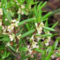 Monotoca scoparia at Paddys River, ACT - 19 Mar 2022