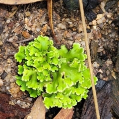 Heterodea sp. (A lichen) at Paddys River, ACT - 19 Mar 2022 by trevorpreston