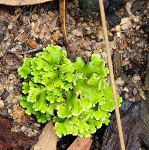 Heterodea sp. at Paddys River, ACT - 19 Mar 2022 12:08 PM