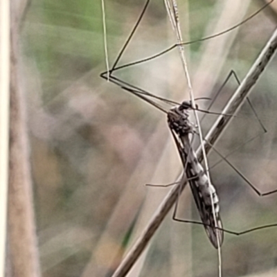 Tipulidae or Limoniidae (family) (Unidentified Crane Fly) at Namadgi National Park - 19 Mar 2022 by trevorpreston